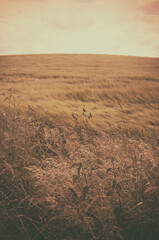 field with wheat on a hill