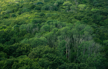 Fototapeta na wymiar green forest in a valley
