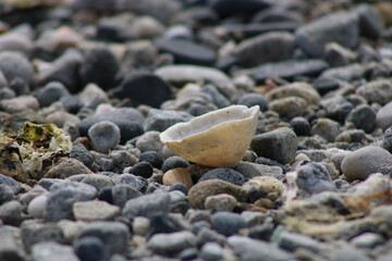 Coquillage sur plage