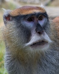 common patas monkey