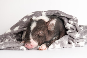Cute mini pig in warm blanket on white background
