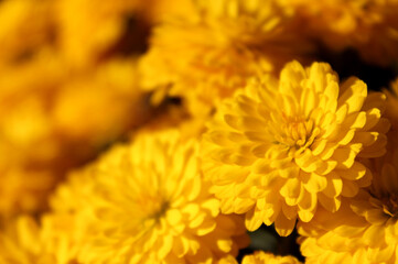 Fototapeta premium Background of yellow chrysanthemums closeup in bright sunlight. Autumn flowers in the garden. Soft focus, the warm rays of the sun, full frame. Natural autumn background for mother's day. Macro