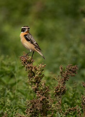 Whinchat perched on top of bush, Bahrain