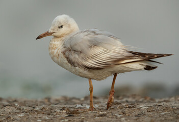 Obraz premium Closeup of a Sender-billed gull at Asker marsh, Bahrain
