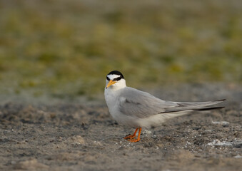 Portrait of a Little Tern at Asker Marsh, Bahrain