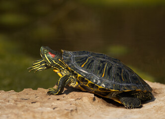 Red-eared slider basking in sun at Adhari canal, Bahrain