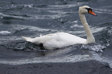 Mute Swan (Cygnus Olor), The Sound of Islay, Isle of Jura, Scotland