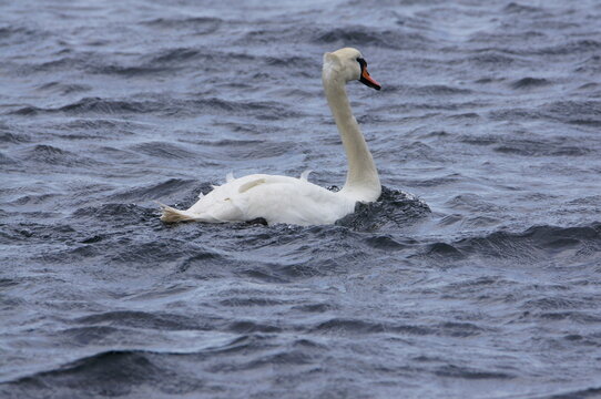 Mute Swan (Cygnus Olor), The Sound of Islay, Isle of Jura, Scotland