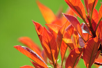 red and yellow leafs on a tree in the garden