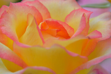 Fototapeta na wymiar beautiful rose close-up