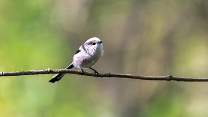 bird, wild lebende tiere, wild, ast, baum, meise