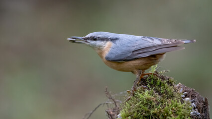 bird, natur, wild lebende tiere, ast, feather