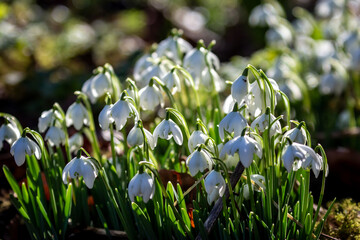 Pretty snowdrop flowers in the February sunshine