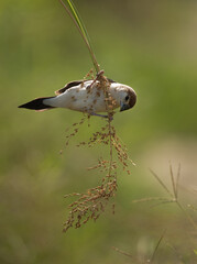 Indian Silverbill feeding at Hamala, bahrain