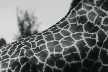 Black and White detail photograph of the spotted pattern of the fur of a Masai giraffe or also...