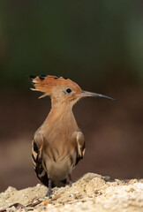 Portrait of a Hoopoe perched ground, Bahrain