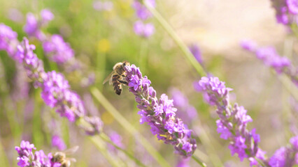 Bee on lavender field. Bee pollinates the lavender flowers. Plant pollinated with insects and honey production