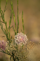 Onion flower stalks in a farm at Bahrain