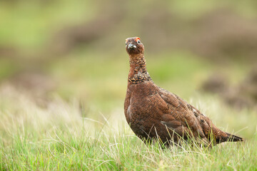 Close up of a male Red Grouse in Springtime, facing front in natural moorland habitat.  Scientific name: Lagopus Lagopus. Clean background.  Horizontal, Copy space.