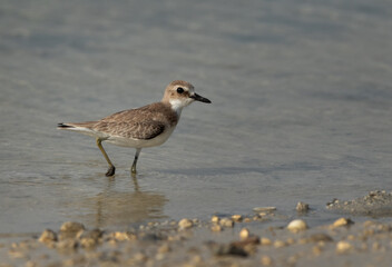 Portrait of a Greater sand plover at Busaiteen coast of Bahrain