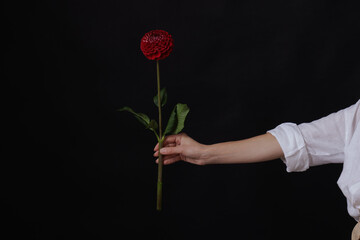 female hand holds one red dahlia flower on a dark background, layout for congratulations