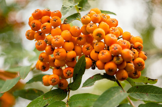Baies oranges