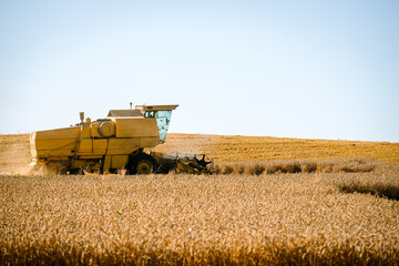 Combine harvester harvests ripe wheat. Agriculture. Selective focus