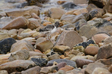 Oyster Catcher Fledgling. Sound of Islay, Isle of Jura, Scotland