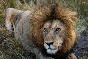 Lion in Massai Mara, Kenya