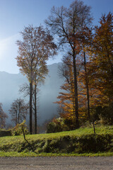 Autumn meadow and forest in the mountains