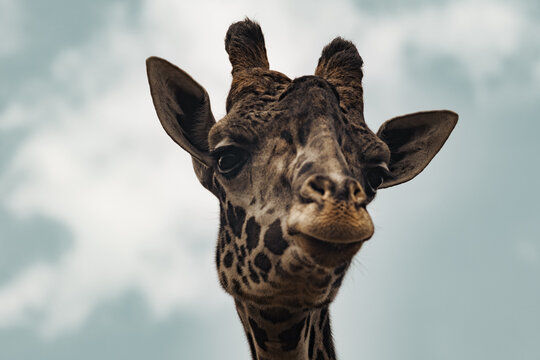 Photograph of the head of a Masai giraffe also known as the Kilimanjaro giraffe.