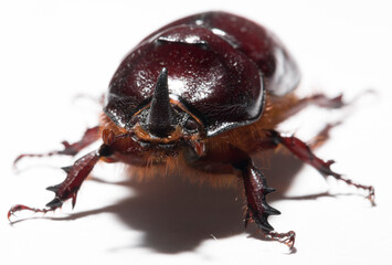 European rhinoceros beetle (Oryctes nasicornis) is a large flying beetle belonging to the subfamily Dynastinae. Imago, a male insect.