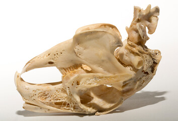 Naklejka premium Skull of a hare on a white background. Rodent - (Lepus timidus). The bones of the head of the animal.