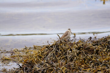 Rock Pipit (Anthus petrosus) at Carragh an t-Sruith, Sound of Islay, Isle of Jura, Scotland