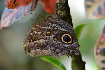 close up of a butterfly