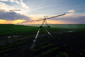 Agricultural irrigation system watering soy bean field in summer