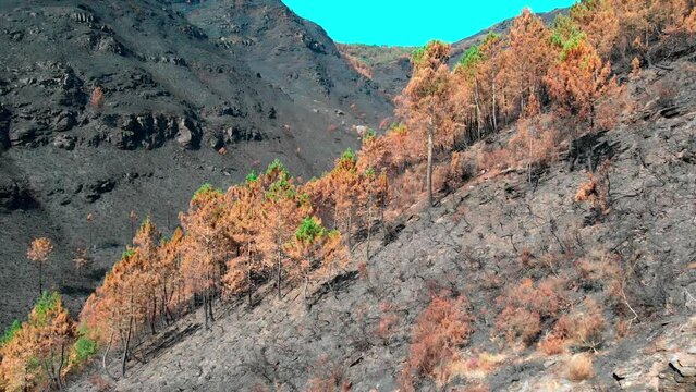 pine forest devastated by a forest fire
