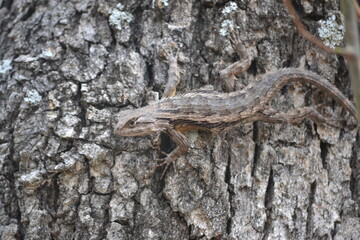 lizard on a tree