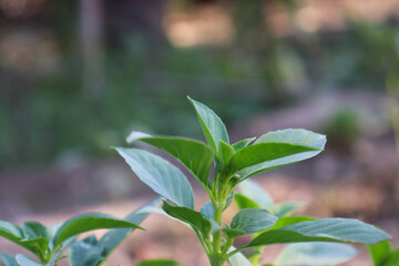 Tulsi holy basil close up of a plant leaf, medicine herbal flora flower