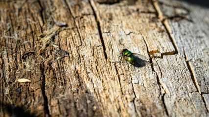 Goldfliege auf Baumstamm