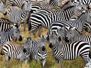 Obraz na płótnie Canvas Zebras in Massai Mara, Kenya
