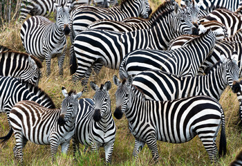 Obraz na płótnie Canvas Zebras in Massai Mara, Kenya