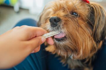 cachorro yorkshire comendo petisco/snack canino - obrazy, fototapety, plakaty