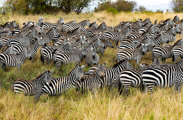 Zebras in Massai Mara, Kenya