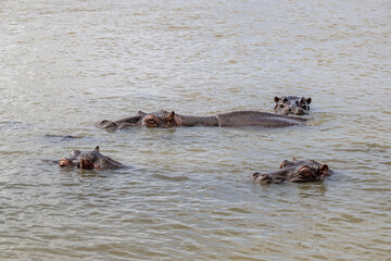 Fototapeta premium creative