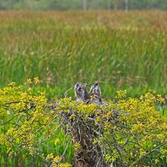 Two young great blue herons standing in tree stump nest
