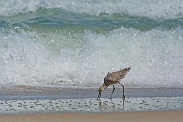 Willet shorebird foraging along sandy ocean beach at the surf zone