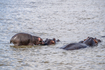 Fototapeta premium creative