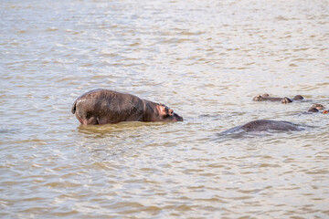 Fototapeta premium creative