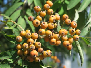 red rowan berries ripen on the branches in summer